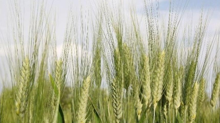 Yağmur Bereket Getirdi