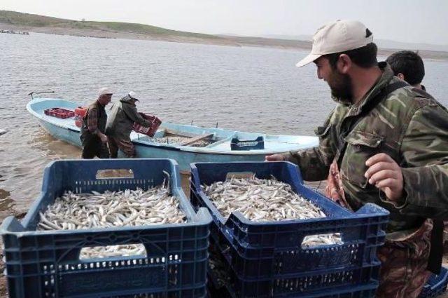 Yozgat tan Avrupa ya Balık Ihracaatı 2