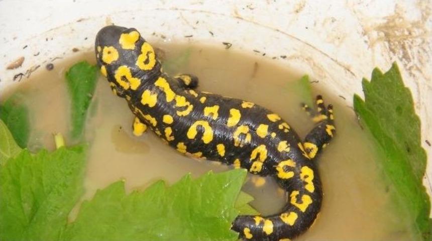 Batman&rsquo;da &rsquo;t&uuml;rk Semenderi&rsquo; Bulundu