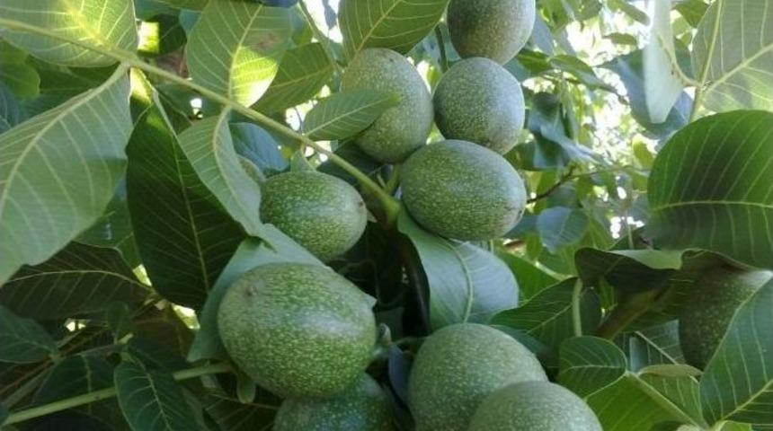 Karacabey Belediyesi&rsquo;nden Fidan Dağıtımı