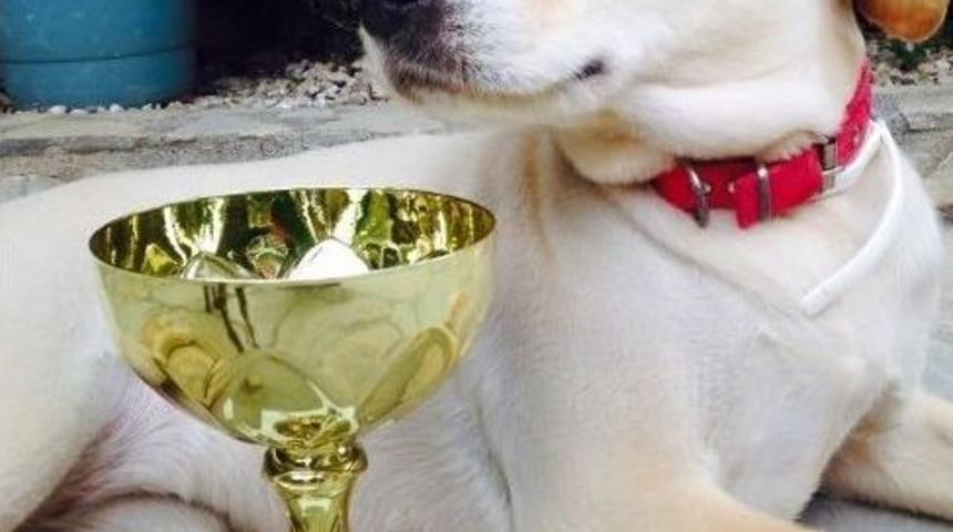 Marmaris&rsquo;te K&ouml;pekler Podyuma &Ccedil;ıktı