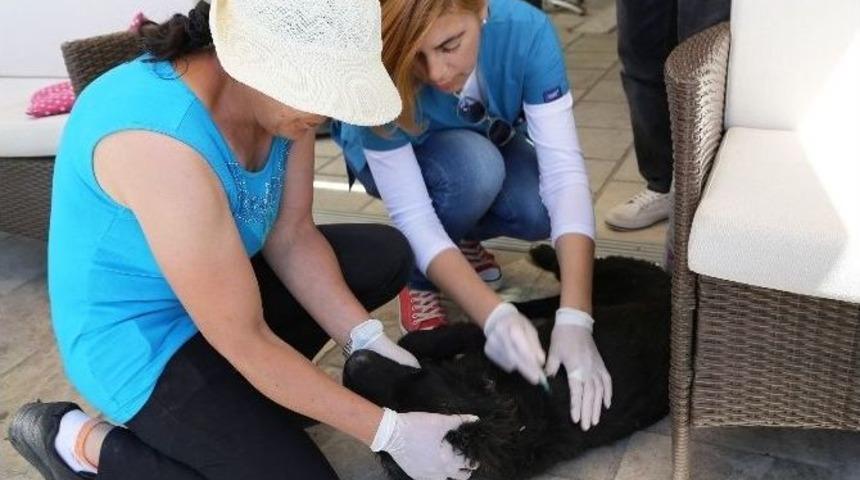 Bodrum&rsquo;da Sokak Hayvanlarına Mikro&ccedil;ip Takılacak