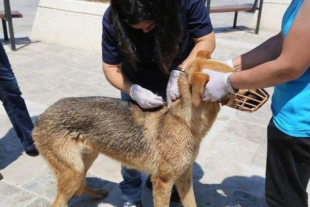 Bodrum’da Sokak Hayvanlarına Mikroçip Takılacak