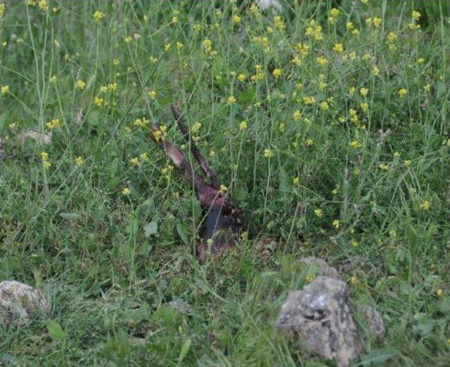 Gaziantep'te Arazide Insan Kemiği Bulundu