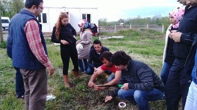 Kestane Anaçları Aşılandı