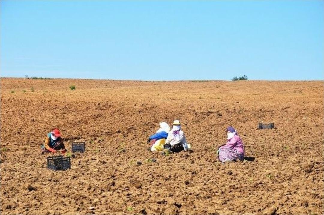 Tekirdağ&rsquo;da Karpuz, Kavun Toprakla Buluştu