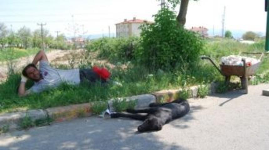 Sıcaktan Bunaldı K&ouml;peğiyle Birlikte Yol Kenarına Yattı