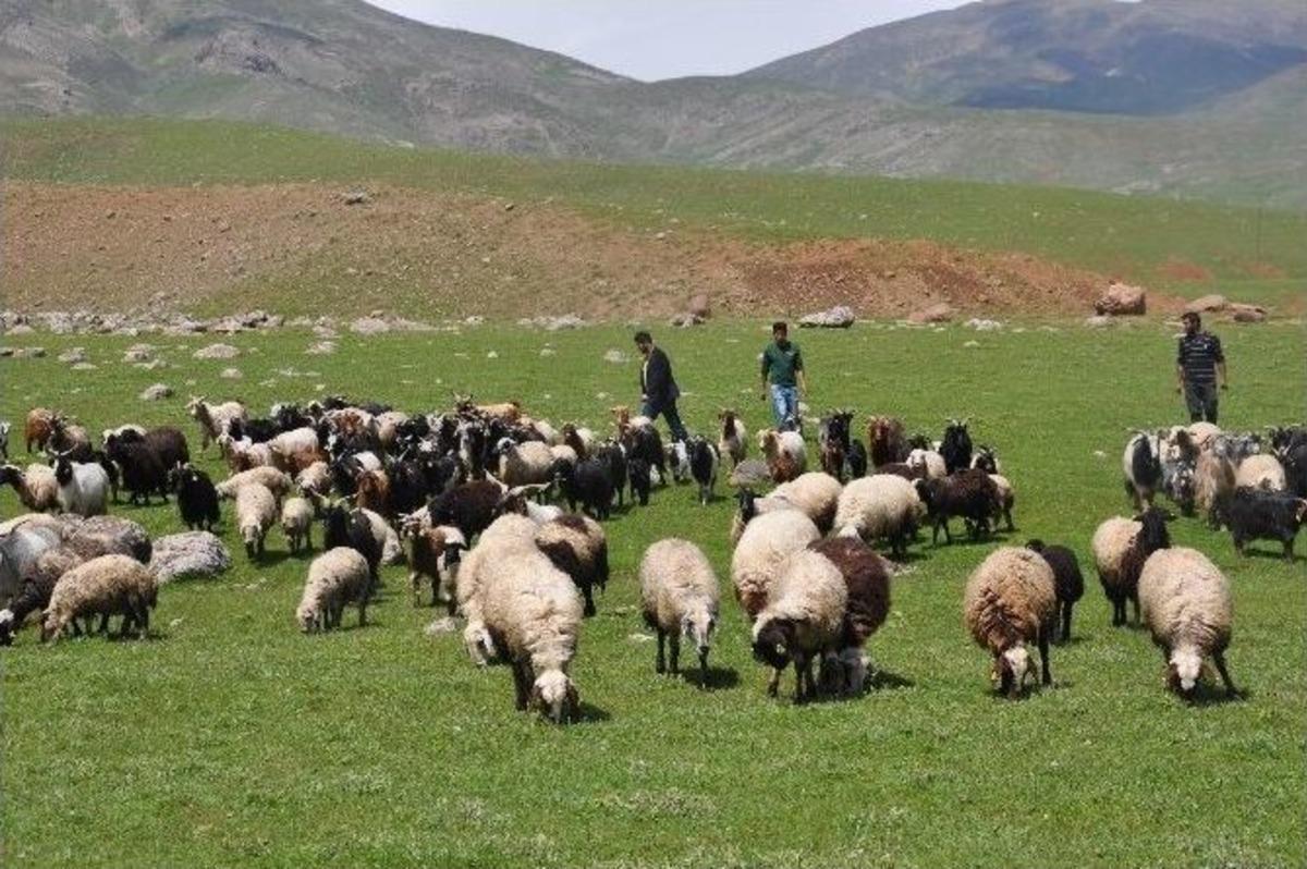 (&ouml;zel Haber) Hayvanların Telef Olması K&ouml;yl&uuml;leri Tedirgin Ediyor