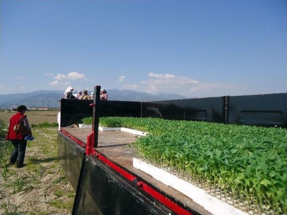 Aydın&rsquo;da Ek&uuml;y &Ccedil;alışmaları Devam Ediyor