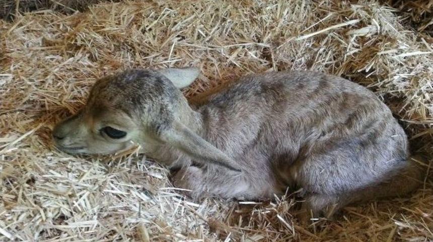 Altın K&ouml;y&rsquo;&uuml;n Ceylanına Anneler G&uuml;n&uuml; S&uuml;rprizi