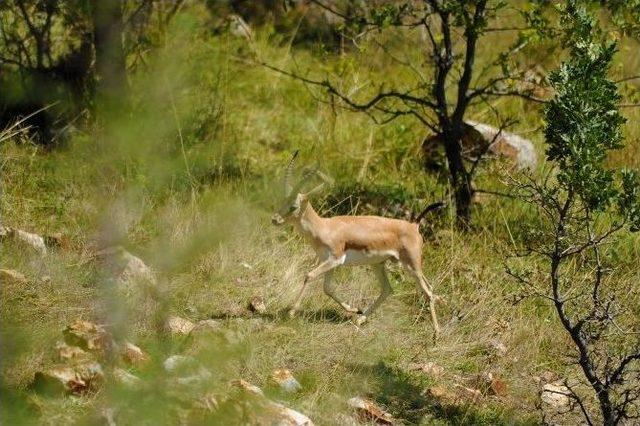 Altın Köy’ün Ceylanına Anneler Günü Sürprizi