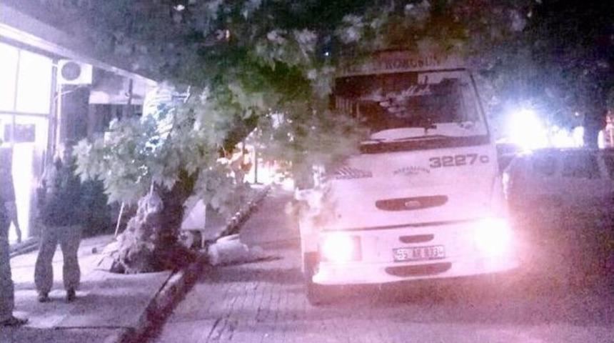 Dikkatsiz S&uuml;r&uuml;c&uuml;, &Ccedil;ınar Ağacına &Ccedil;arptı