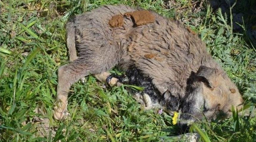 Eskişehir&rsquo;de Toplu Hayvan Mezarı İddiası