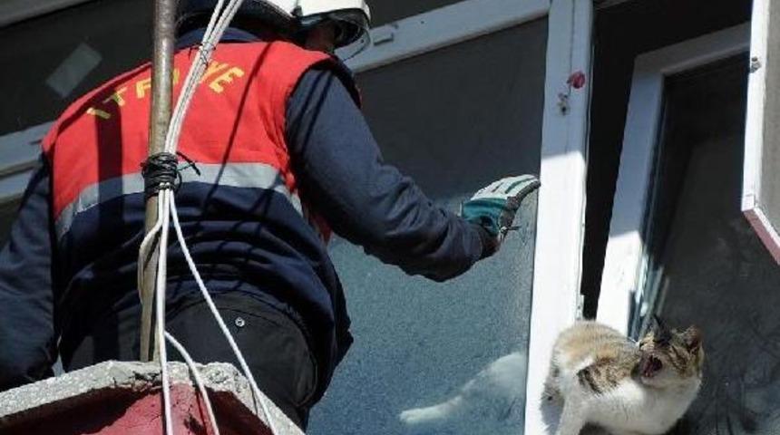 Pencereye Sıkışan Kediyi Itafiye Kurtardı