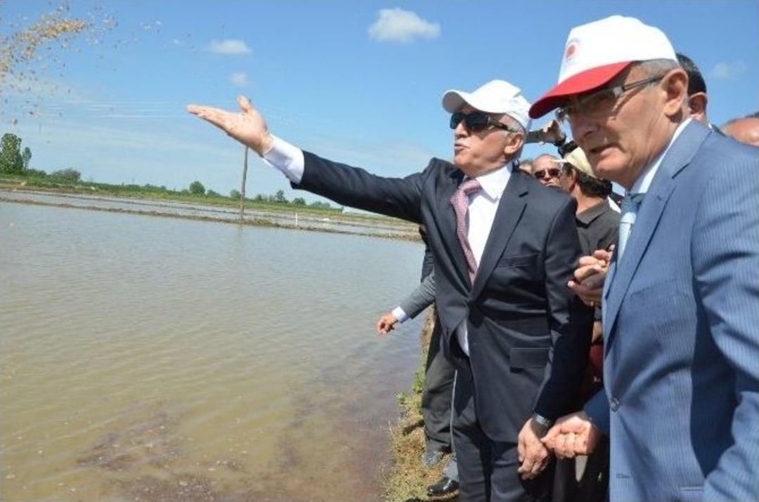 Bafra Ovası&rsquo;nda &lsquo;&ccedil;eltik Ekim G&uuml;n&uuml;&rsquo;