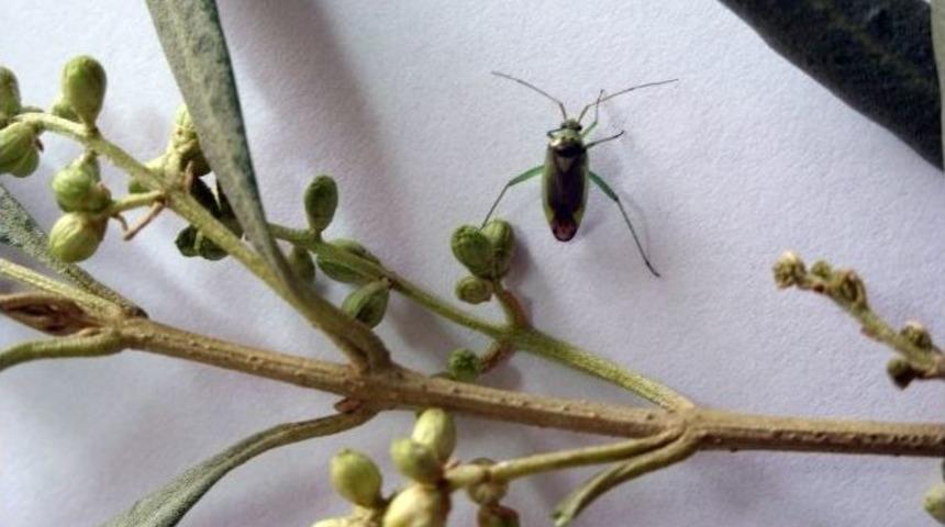 Aydın&rsquo;da Zeytin &Ccedil;i&ccedil;ek Sap Sokanı M&uuml;cadelesi Başladı