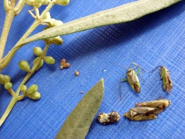 Aydın&rsquo;da Zeytin &Ccedil;i&ccedil;ek Sap Sokanı M&uuml;cadelesi Başladı 1