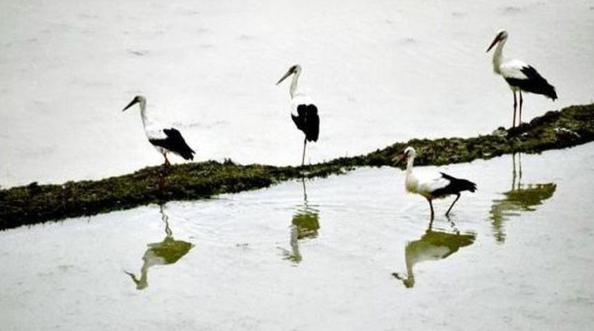Leylekler, Tarım Arazilerinde Yiyecek Aradı