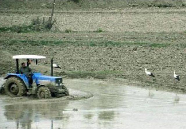 Leylekler, Tarım Arazilerinde Yiyecek Aradı