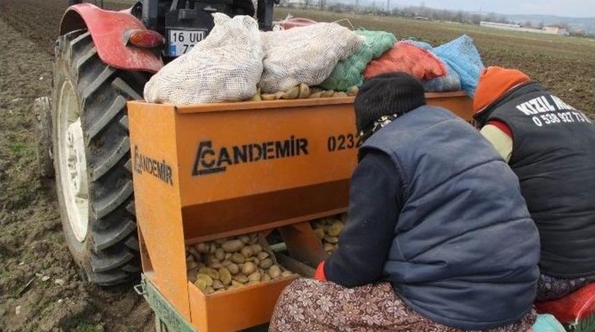 Patates &Uuml;reticileri Tedirgin