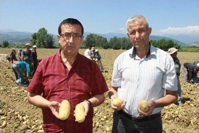 Patates Üreticileri Tedirgin