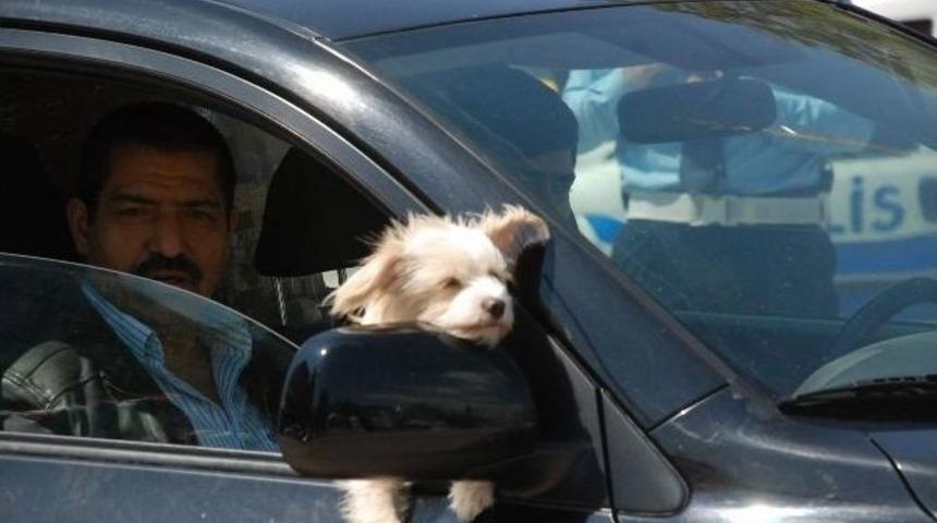 S&uuml;s K&ouml;peğinin Otomobil Keyfi