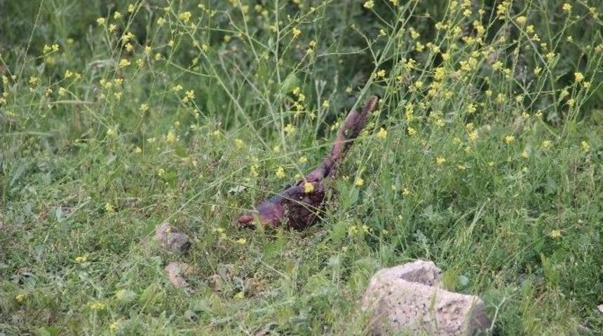 Gaziantep&rsquo;te Kesilmiş Kadın Bacağı Bulundu