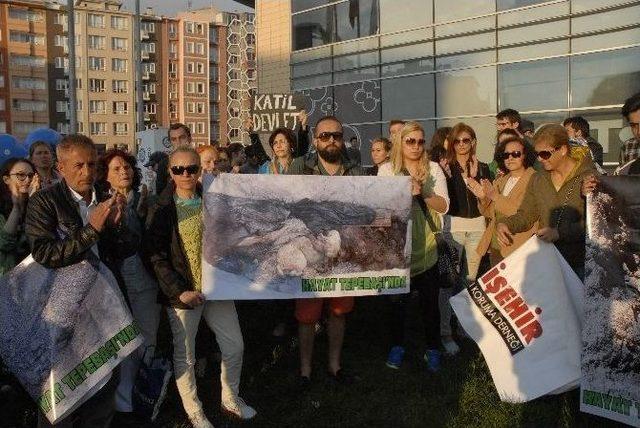 Eskişehir Hayvanları Koruma Derneği’nden ‘toplu Hayvan Mezarı’ Açıklaması