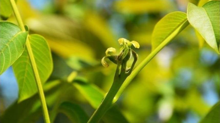Aydın&rsquo;da &lsquo;chandler Ceviz&rsquo; &Ccedil;eşidi İle İlgili &Ccedil;alışmalar Devam Ediyor