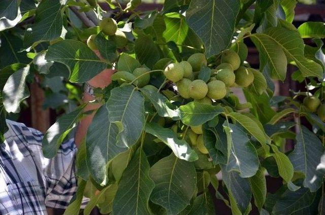 Aydın’da ‘chandler Ceviz’ Çeşidi İle İlgili Çalışmalar Devam Ediyor