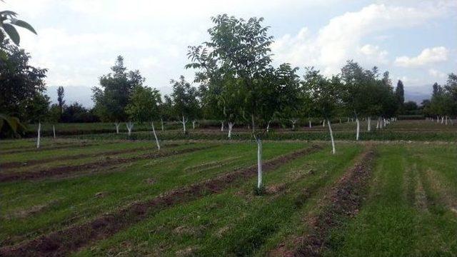 Aydın’da ‘chandler Ceviz’ Çeşidi İle İlgili Çalışmalar Devam Ediyor