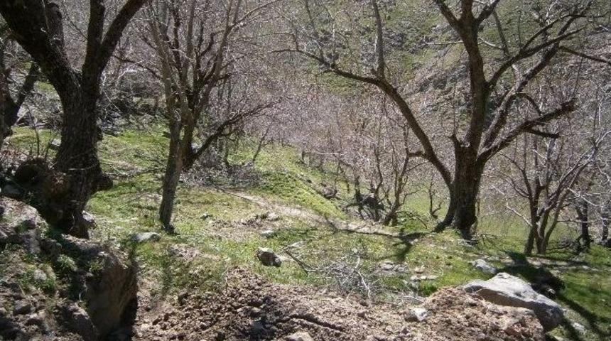 Ceviz Ağa&ccedil;larındaki Hasar, Karların Erimesi İle Ortaya &Ccedil;ıktı