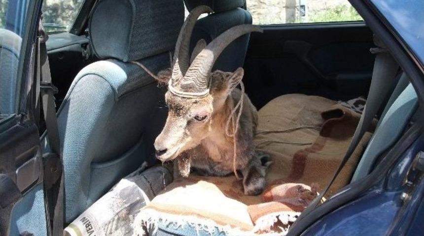 &Ccedil;emişgezek&rsquo;te Hasta Yaban Ke&ccedil;isi Tedavi Altına Alındı