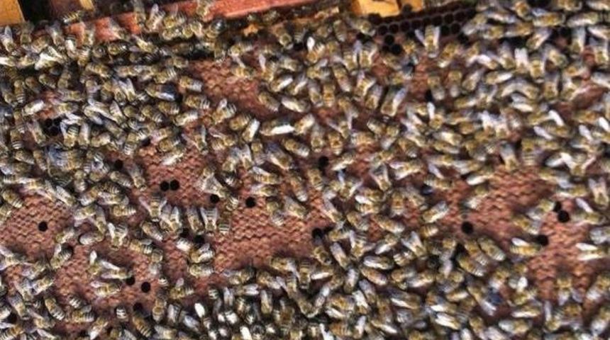 Bilin&ccedil;siz Ila&ccedil;lama Nedeniyle Milyonlarca Bal Arısı Telef Oldu