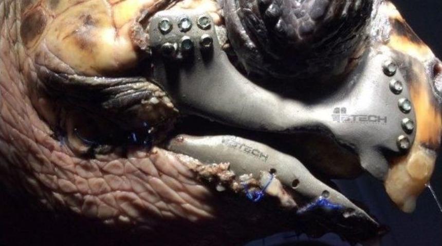 İlk Kez Bir Caretta Carettaya 3d &Ccedil;ene Protezi Yapıldı