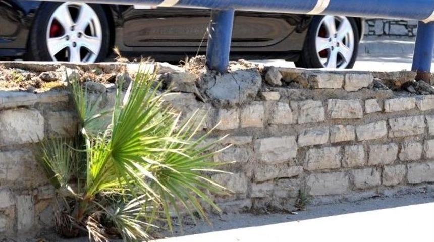 Bodrum&rsquo;da Palmiye B&uuml;y&uuml;meye Devam Ediyor