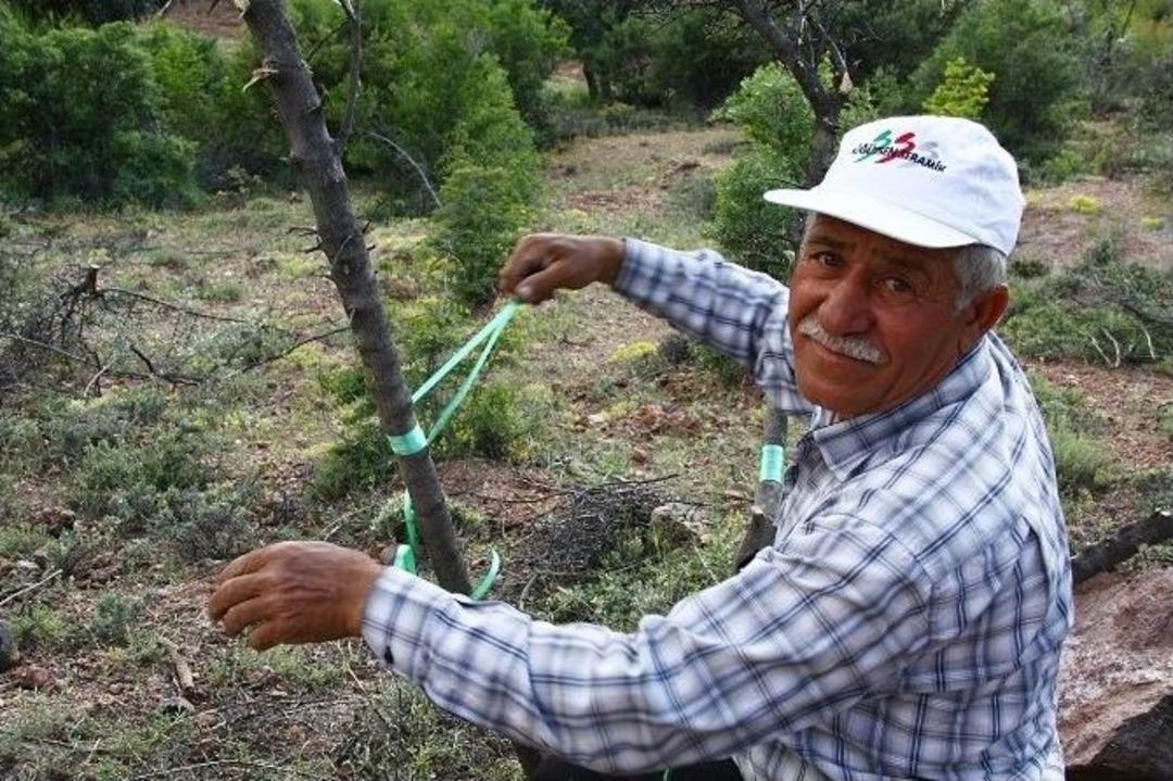 Yabani Zeytinler Ekonomiye Kazandırılıyor
