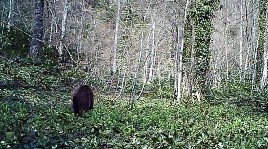 K&uuml;re Dağları&rsquo;nda Boz Ayı Foto Kapana Yakalandı