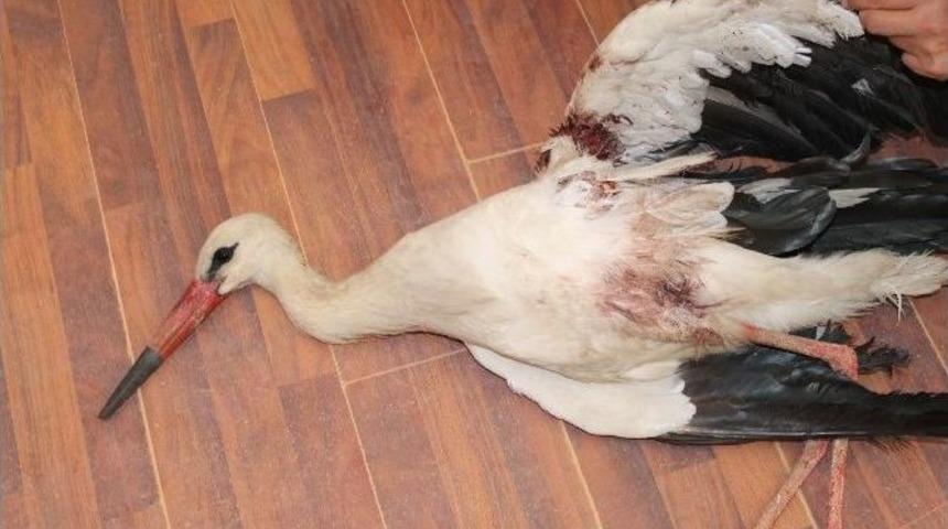 Yaralı Leyleğin İmdadına Belediye Yetişti