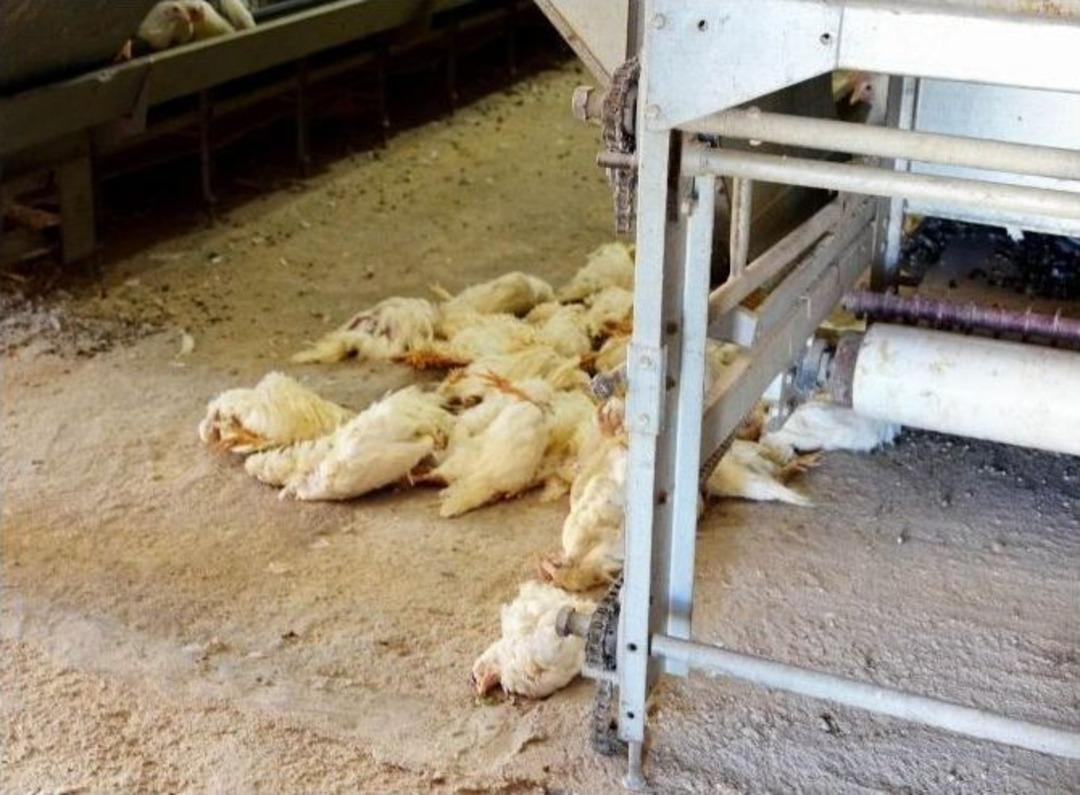 Erdek&rsquo;te 161 Bin Tavuk İtlaf Edildi