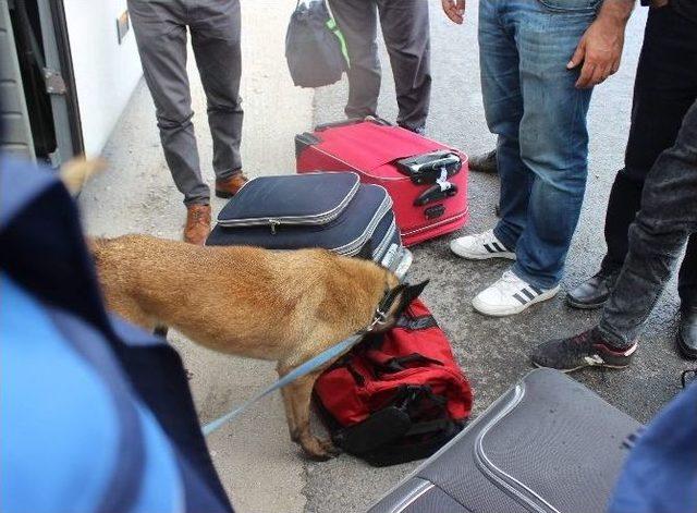 (özel Haber) Narkotik Polis Köpeği Chaira Uyuşturucu Tacirlerinin Korkulu Rüyası Oldu