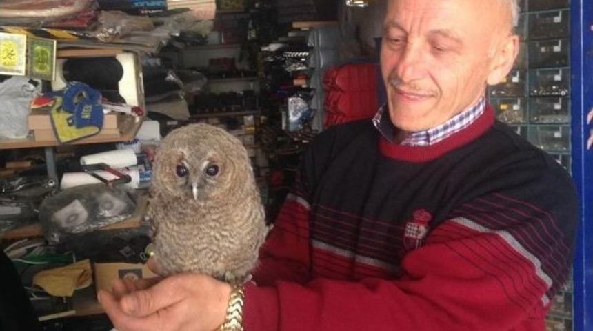 Yolunu Şaşıran Baykuşlar Oto Yedek Par&ccedil;a D&uuml;kkanına Girdi