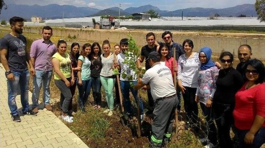 Kmyo &Ouml;ğrencileri, Y&uuml;r&uuml;y&uuml;ş Yoluna &Ccedil;ınar Fidanı Dikti
