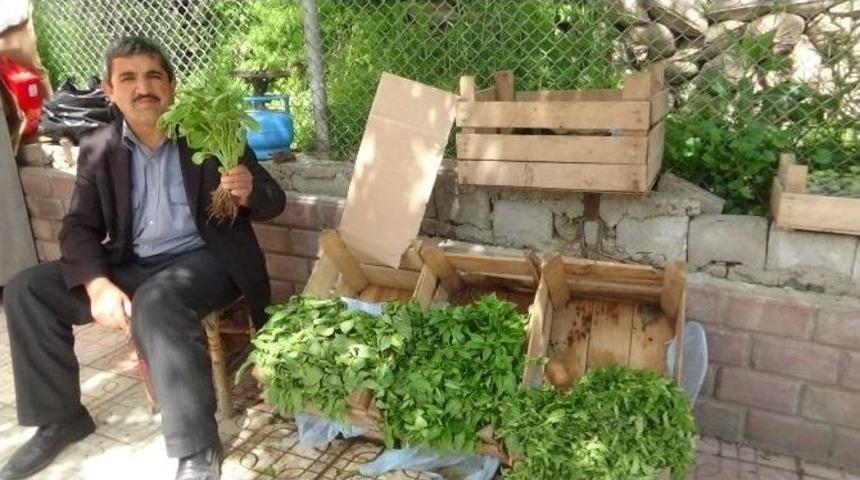 Kulp&rsquo;ta Fideler Satışa Sunuldu