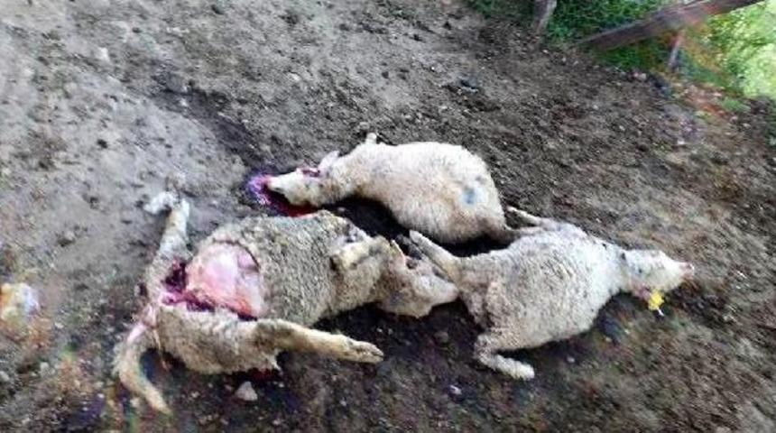 Zonguldak&rsquo;Ta Kurtlar 4 Koyunu Telef Etti