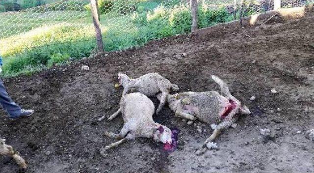 Zonguldak&rsquo;Ta Kurtlar 4 Koyunu Telef Etti 1