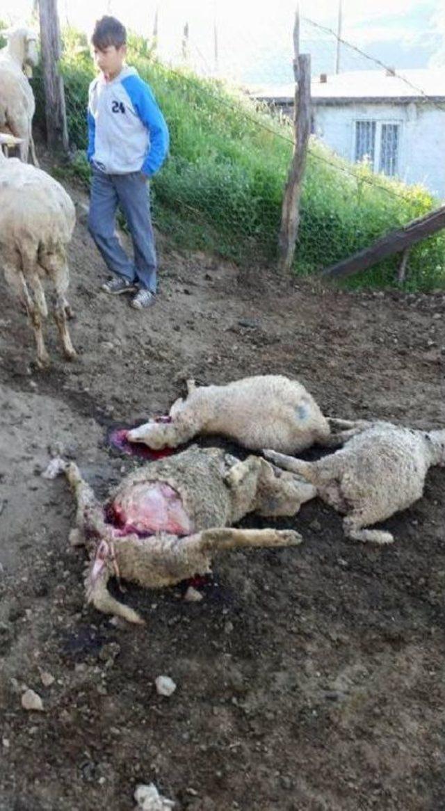 Zonguldak&rsquo;Ta Kurtlar 4 Koyunu Telef Etti 2