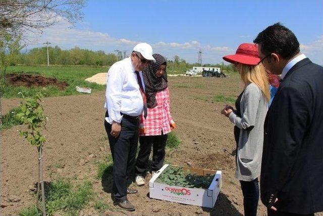 T&uuml;rkiye&rsquo;de İlk &ldquo;bebek Meyve Bah&ccedil;esi&rdquo; B&uuml;y&uuml;yor 1