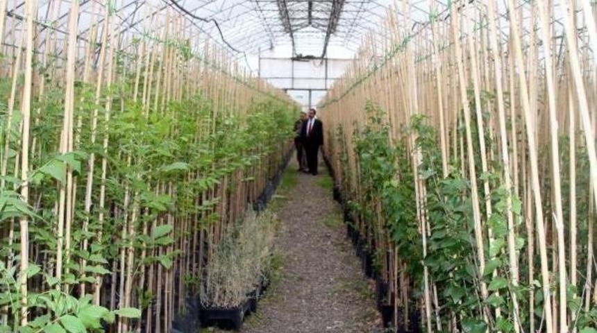 Erzurum'da Seralarda Tohumdan 14 Milyon Fidan &Uuml;retilecek