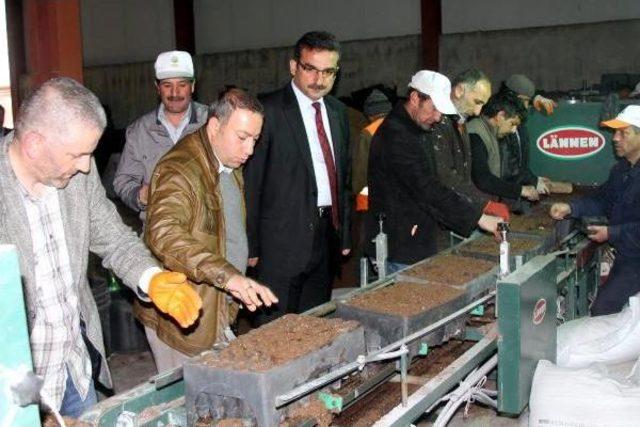 Erzurum da Seralarda Tohumdan 14 Milyon Fidan &Uuml;retilecek 2